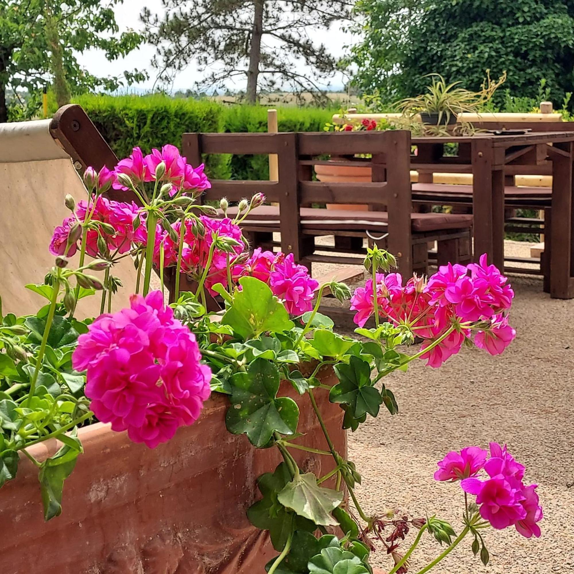 Agriturismo Il Colle Sienne Extérieur photo